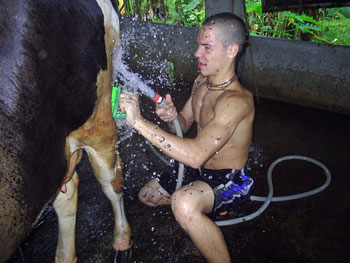 Washing the cows